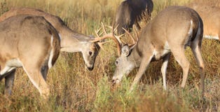 Two Bucks Fighting Stock Photos, Images, & Pictures - 83 Images