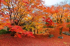 Fall scenery of fiery maple trees in a Japanese garden in Sento Imperial Palace Royal Park in Kyoto
