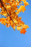 Fall and tuliptree on background of blue sky stock photos Fall and tuliptree on background of blue sky stock photos