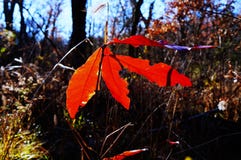 Fallblatt im Sonnenlicht in Kolumbien Missouri lizenzfreies stockbild Fallblatt im Sonnenlicht in Kolumbien Missouri lizenzfreies stockbild