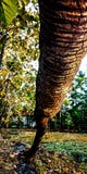 Fallen coconut trees stock image Fallen coconut trees stock image