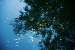 Fallen Leaves. stock images Fallen Leaves. stock images