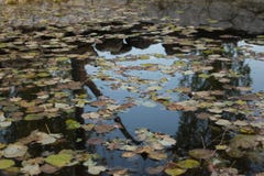 Fallen leaves on the water royalty free stock photos Fallen leaves on the water royalty free stock photos