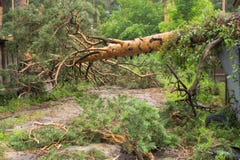 Fallen pine after a tornado. stock photography Fallen pine after a tornado. stock photography