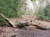 Fallen tree trunk inside forest wood in way of path. Essex; england; uk Stock Photography Fallen tree trunk inside forest wood in way of path. Essex; england; uk Stock Photography