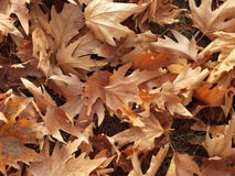 Falling leaves in autumn, dry tree leaves, sitting on the bank, pictures of park scenes in the fall, Royalty Free Stock Photos Falling leaves in autumn, dry tree leaves, sitting on the bank, pictures of park scenes in the fall, Royalty Free Stock Photos