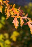 fallleaves fallleaves