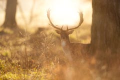 Fallow Deer Buck At Sunrise Stock Photo Fallow Deer Buck At Sunrise Stock Photo