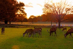 Fallow Deer In Richmond Park Royalty Free Stock Photography Fallow Deer In Richmond Park Royalty Free Stock Photography