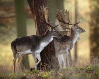 Fallow Deer Stags In Wood Stock Photos Fallow Deer Stags In Wood Stock Photos