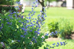 Falsches Indigo Blume Stockbild Bild Von Blume Indigo