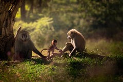 Familia de tres babuinos cerca del árbol imagen de archivo libre de regalías Familia de tres babuinos cerca del árbol imagen de archivo libre de regalías