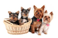 Familia del terrier de Yorkshire imagen de archivo libre de regalías Familia del terrier de Yorkshire imagen de archivo libre de regalías