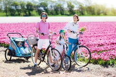 Familia en la bici en campos de flor del tulipán, Holanda foto de archivo Familia en la bici en campos de flor del tulipán, Holanda foto de archivo