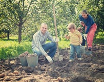 Familia que cosecha las patatas en jardín fotografía de archivo Familia que cosecha las patatas en jardín fotografía de archivo