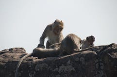 Familie van apen die bij de complexe Tempel van Preah verzorgen Vihear stock afbeelding Familie van apen die bij de complexe Tempel van Preah verzorgen Vihear stock afbeelding