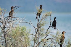 Familie van vier Pgymy-Aalscholvers binnen het Vrana-Park van de Merenaard, Kroatië royalty-vrije stock afbeeldingen Familie van vier Pgymy-Aalscholvers binnen het Vrana-Park van de Merenaard, Kroatië royalty-vrije stock afbeeldingen