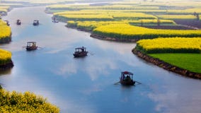 Boat trip in rape field with rivers, Jiangsu, China