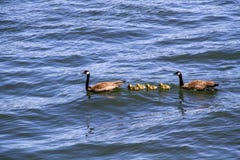 Familj av gäss på en Sunny Summer Day simning på den Willamette floden i Portland Oregon arkivfoton Familj av gäss på en Sunny Summer Day simning på den Willamette floden i Portland Oregon arkivfoton