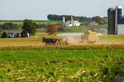 Famille amish moissonnant les champs sur Autumn Day pinte 5 photos libres de droits Famille amish moissonnant les champs sur Autumn Day pinte 5 photos libres de droits