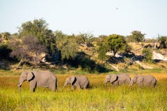 Famille d'éléphant sur le mouvement photographie stock Famille d'éléphant sur le mouvement photographie stock