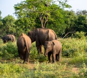 Famille d'éléphant sur le safari image libre de droits Famille d'éléphant sur le safari image libre de droits