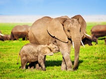 Famille d'éléphants sur la savane. Safari dans Amboseli, Kenya, Afrique images stock Famille d'éléphants sur la savane. Safari dans Amboseli, Kenya, Afrique images stock