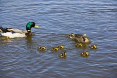 Famille de canard image libre de droits Famille de canard image libre de droits