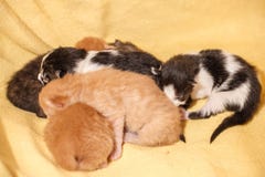 Famille de chat douce - juste chatons nouveau-nés avec un chat de mère Chatons rouges et noirs et blancs photo libre de droits Famille de chat douce - juste chatons nouveau-nés avec un chat de mère Chatons rouges et noirs et blancs photo libre de droits