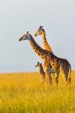 Famille de girafe de masai photos stock Famille de girafe de masai photos stock
