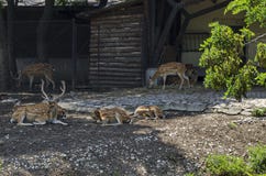Family of buck also male deer or Capreolus with female roe-deer, hind or doe and fawn relax outdoor in field Royalty Free Stock Photography Family of buck also male deer or Capreolus with female roe-deer, hind or doe and fawn relax outdoor in field Royalty Free Stock Photography