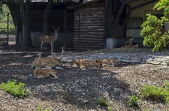Family of buck also male deer or Capreolus with female roe-deer, hind or doe and fawn relax outdoor in field Stock Photo Family of buck also male deer or Capreolus with female roe-deer, hind or doe and fawn relax outdoor in field Stock Photo