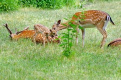 Wild animal. Family of deer in green grass Royalty Free Stock Photo Wild animal. Family of deer in green grass Royalty Free Stock Photo