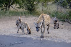Family of hyenas and cubs royalty free stock photos Family of hyenas and cubs royalty free stock photos