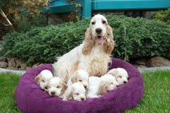 Family of lying English Cocker Spaniel puppy stock image Family of lying English Cocker Spaniel puppy stock image