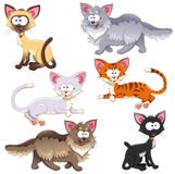 Family Of Cats. Stock Image Family Of Cats. Stock Image