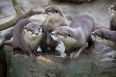 Family Oriental small-clawed otter, Amblonyx cinerea, during games Stock Photos Family Oriental small-clawed otter, Amblonyx cinerea, during games Stock Photos
