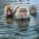 Family of Snow monkeys in water of natural hot springs. The Japanese macaque Scientific name: Macaca fuscata, also known as the stock photo Family of Snow monkeys in water of natural hot springs. The Japanese macaque Scientific name: Macaca fuscata, also known as the stock photo