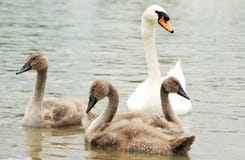 Family Swan Stock Photo