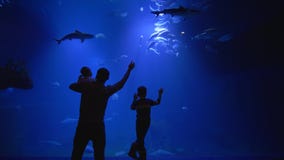 Family visits aquarium at weekend, father with two sons watching the underwater world