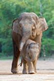 Familys 4 ambulanti dell'elefante asiatico fotografia stock libera da diritti Familys 4 ambulanti dell'elefante asiatico fotografia stock libera da diritti
