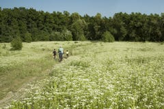 Família com as crianças que montam bicicletas dentro distante em um campo das flores brancas na mola, verão Caminhada em biciclet imagens de stock royalty free Família com as crianças que montam bicicletas dentro distante em um campo das flores brancas na mola, verão Caminhada em biciclet imagens de stock royalty free