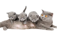 Família de gato Família de gato