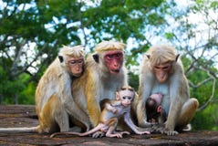 Família do macaco em Sigiriya, Sri Lanka fotos de stock royalty free Família do macaco em Sigiriya, Sri Lanka fotos de stock royalty free