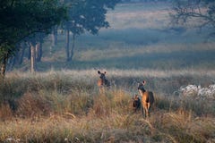 Família dos cervos de Chital no alvorecer na floresta na Índia do parque nacional de Kanha imagem de stock royalty free Família dos cervos de Chital no alvorecer na floresta na Índia do parque nacional de Kanha imagem de stock royalty free