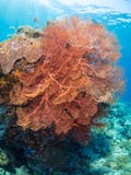 Fan de mar rosada gigante en agua azul eléctrica baja imagen de archivo Fan de mar rosada gigante en agua azul eléctrica baja imagen de archivo