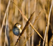 Fan-tailed Warbler Royalty Free Stock Photo Fan-tailed Warbler Royalty Free Stock Photo
