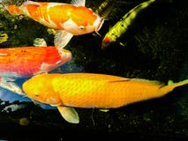Fancy carp is lively and beautiful Royalty Free Stock Photos Fancy carp is lively and beautiful Royalty Free Stock Photos
