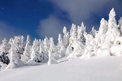 Fantastische pluizige Kerstbomen in de sneeuw Prentbriefkaar met lange bomen, blauwe hemel en sneeuwbank De winterlandschap in de Royalty-vrije Stock Afbeelding Fantastische pluizige Kerstbomen in de sneeuw Prentbriefkaar met lange bomen, blauwe hemel en sneeuwbank De winterlandschap in de Royalty-vrije Stock Afbeelding