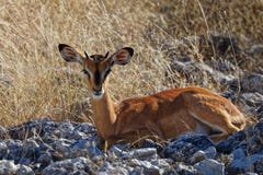 Faon d'impala regardant directement l'appareil-photo images libres de droits Faon d'impala regardant directement l'appareil-photo images libres de droits